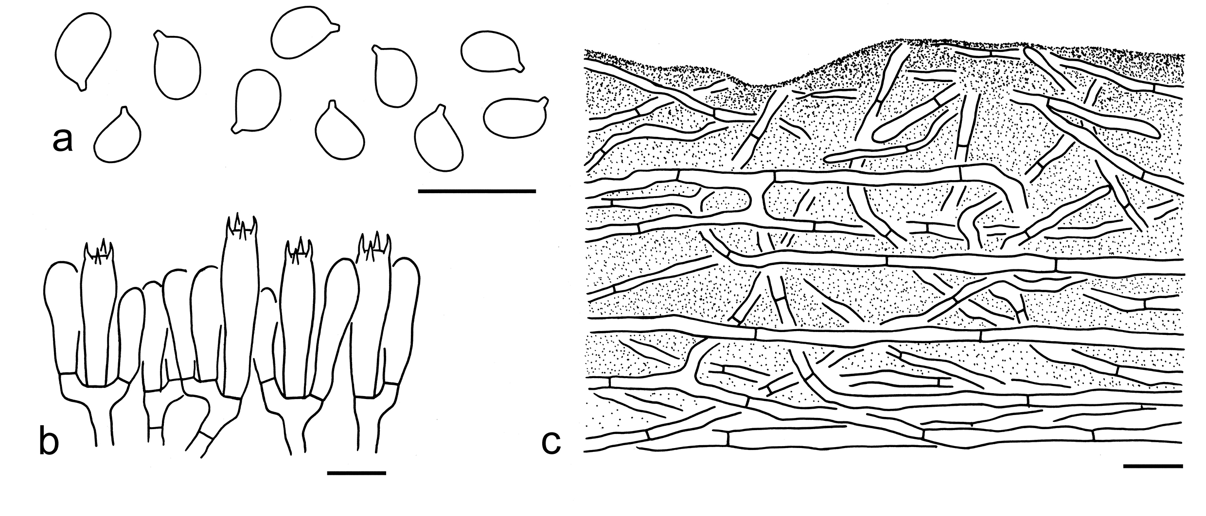 Figure 52